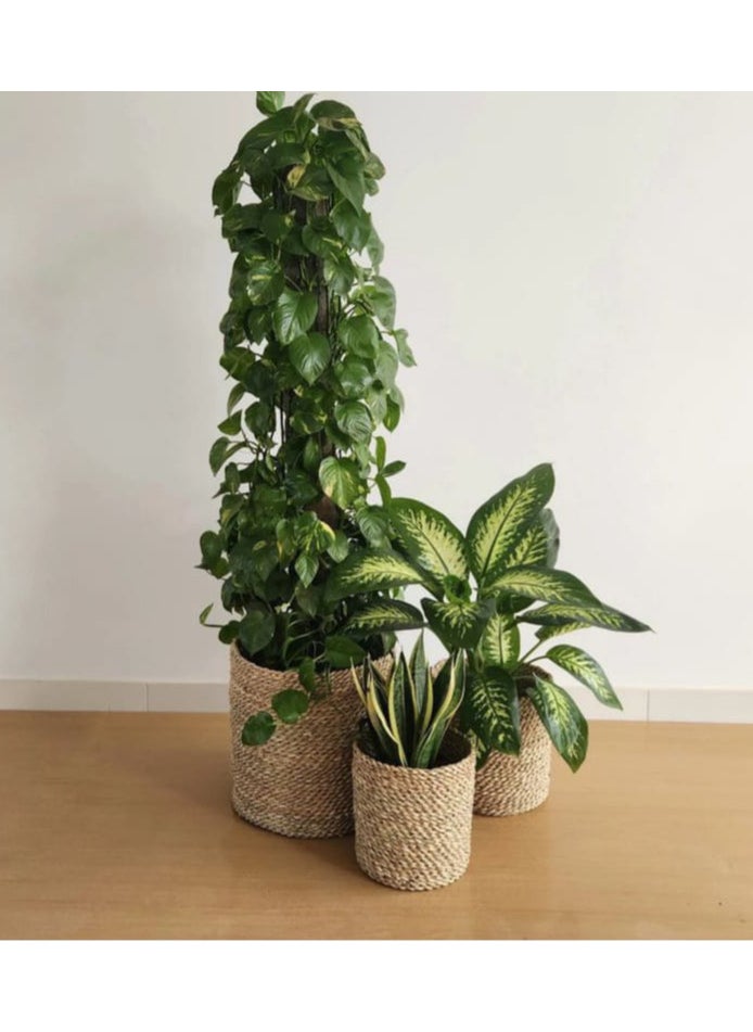 Generic Halfa plant pot 25 cm  - Image 4