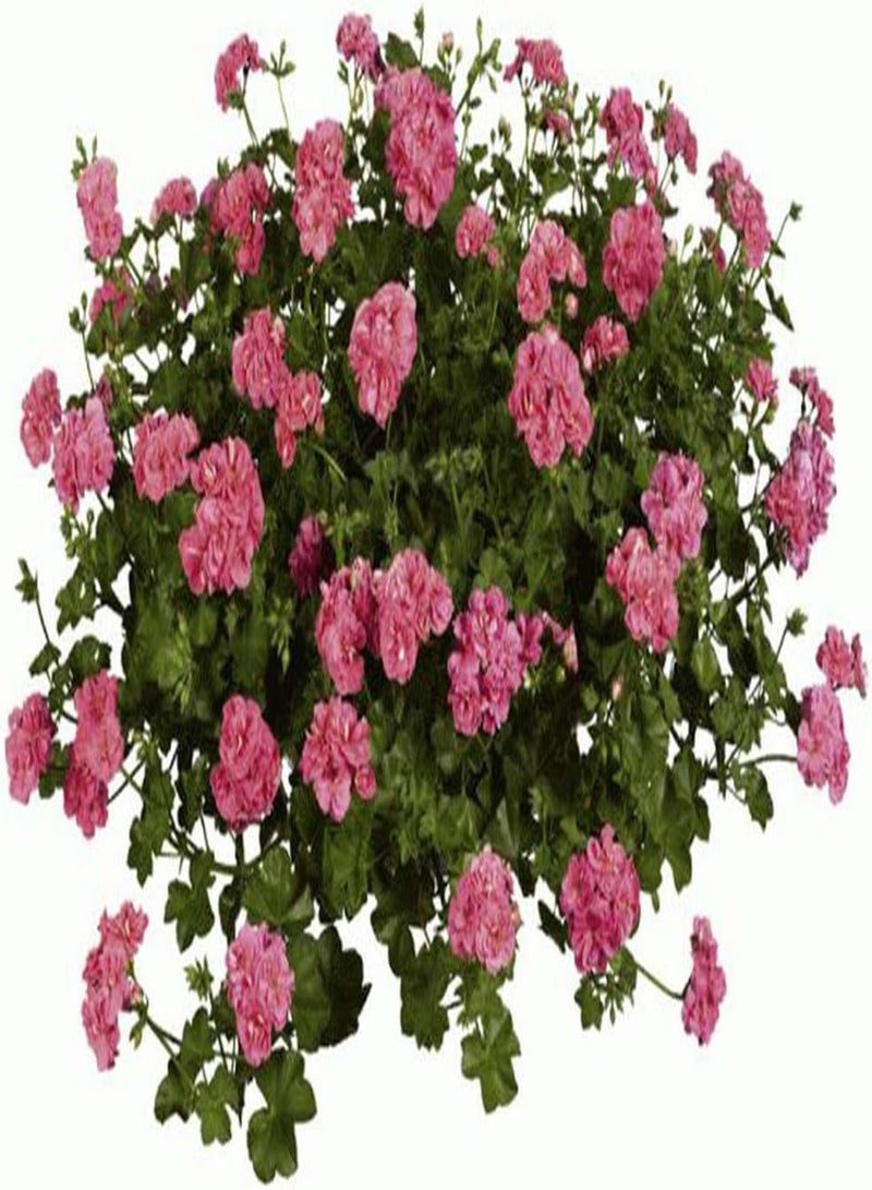 GGOOT 30Pcs Geranium Seeds Pelargonium Easy-to-Care Ornamental Flower Heirloom Seed Planted Indoors Outdoors Fresh Fragrance Holiday Bouquet Decoration - Image 2