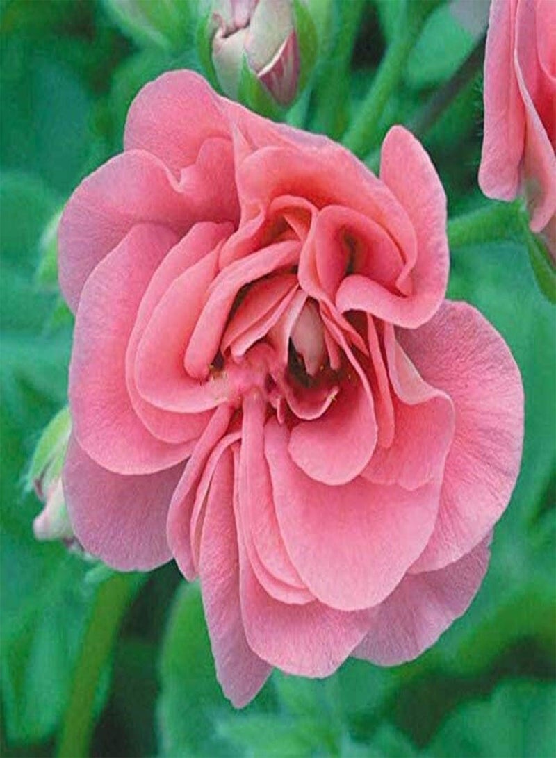 GGOOT 30Pcs Geranium Seeds Pelargonium Easy-to-Care Ornamental Flower Heirloom Seed Planted Indoors Outdoors Fresh Fragrance Holiday Bouquet Decoration - Image 1