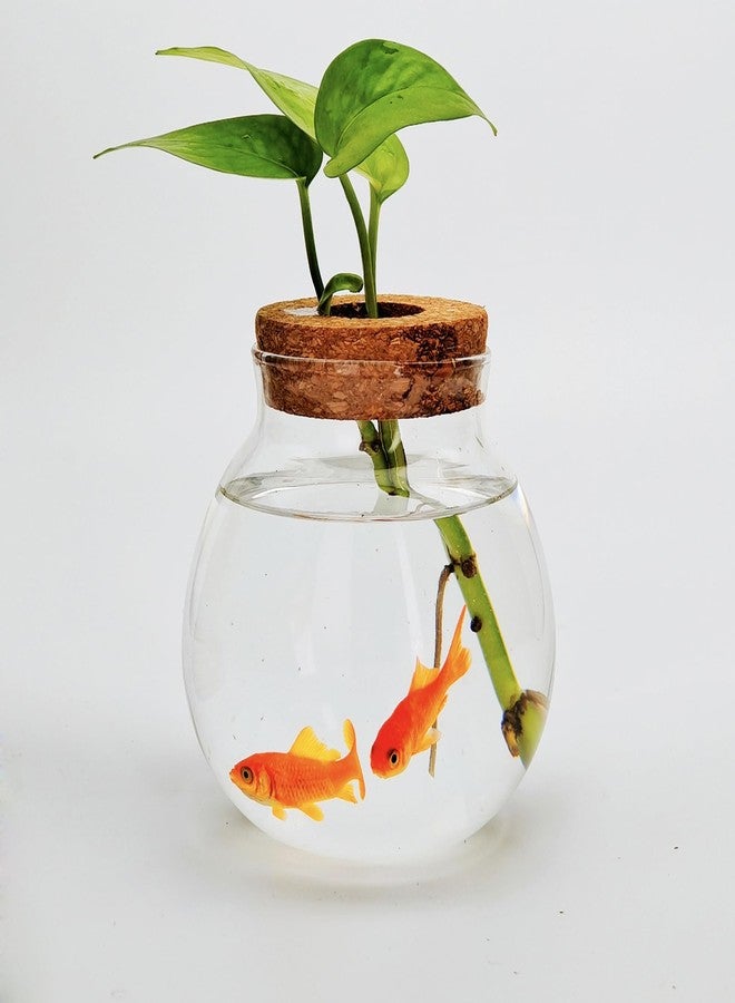 CUSNESTAL Small Betta Fish Tank Glass Fish Bowls for Betta Fish Goldfish, Aquaponic Fish Tank and Plants Cuttings Planter Terrarium Desktop Decorations Gifts - Image 2
