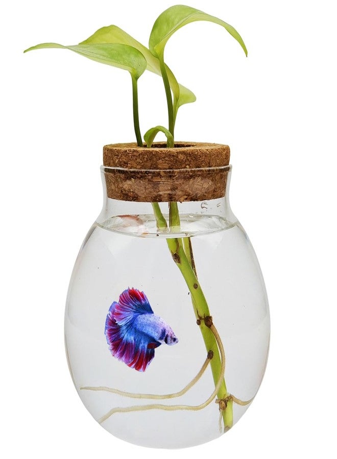 CUSNESTAL Small Betta Fish Tank Glass Fish Bowls for Betta Fish Goldfish, Aquaponic Fish Tank and Plants Cuttings Planter Terrarium Desktop Decorations Gifts - Image 1