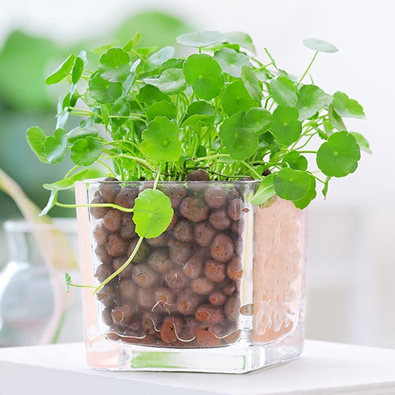 WAURHER Leca Expanded Clay Pebbles 1LBS Grow Media for Indoor Plants Hydroponic Growing Gardening System Supplies … - Image 3