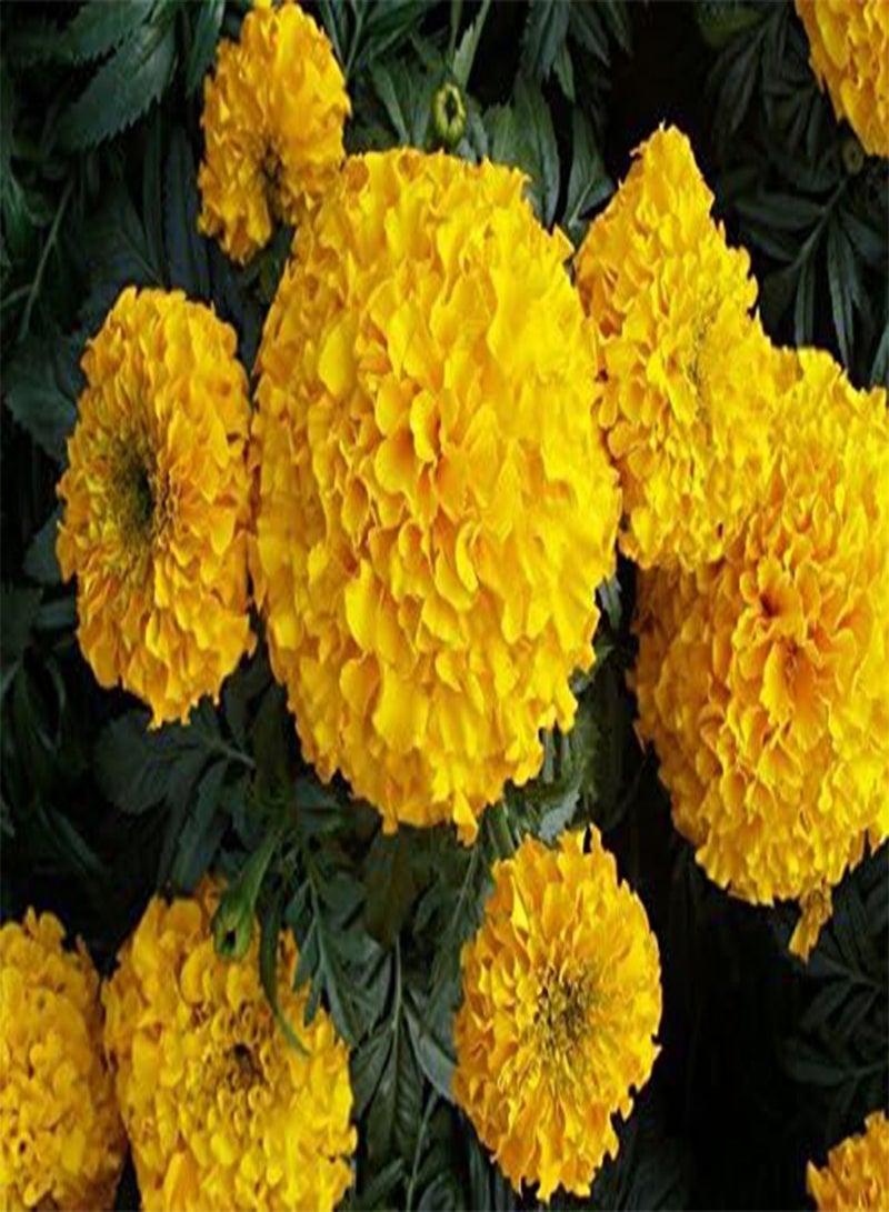 Marigold Tagetes erecta Tall Moonlight Seeds Flowers from Ukraine 0.5 Gram