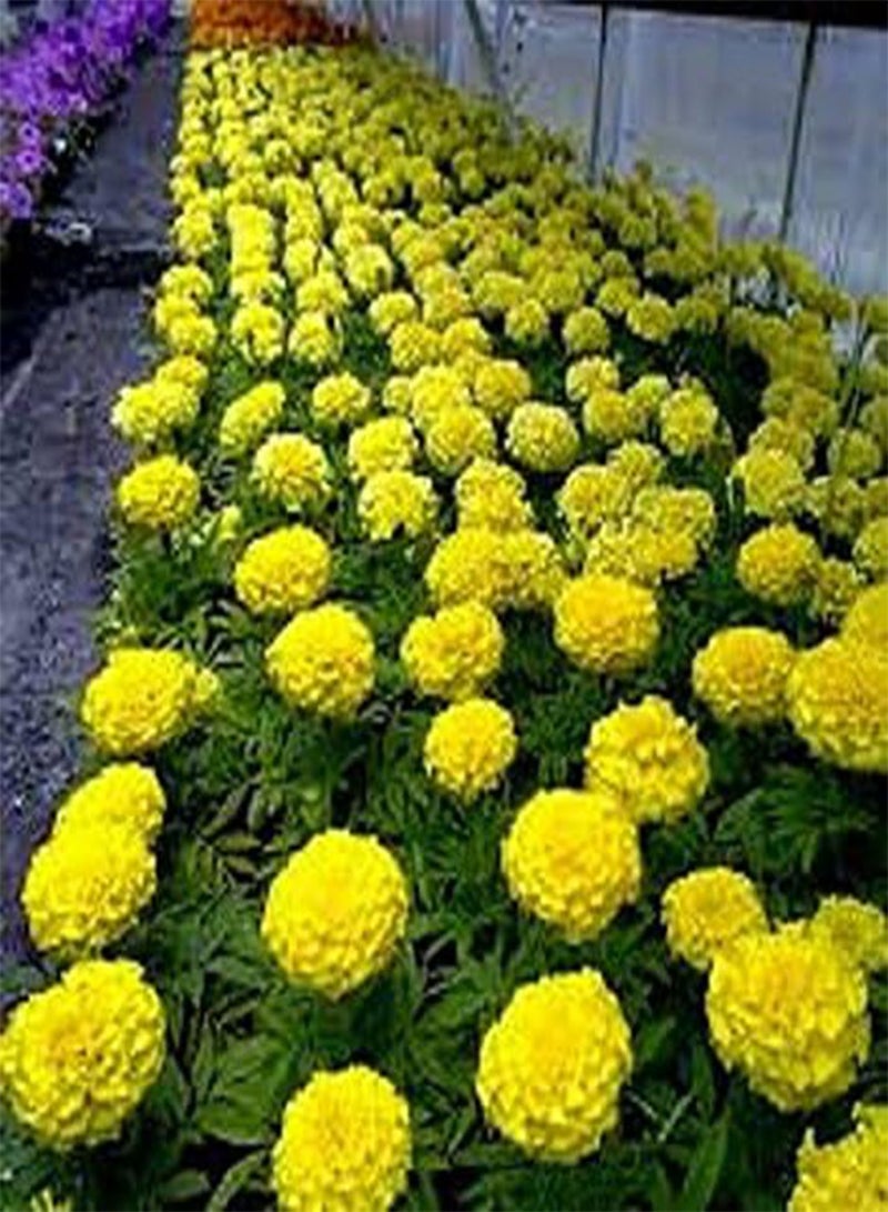 Marigold Tagetes erecta Tall Moonlight Seeds Flowers from Ukraine 0.5 Gram