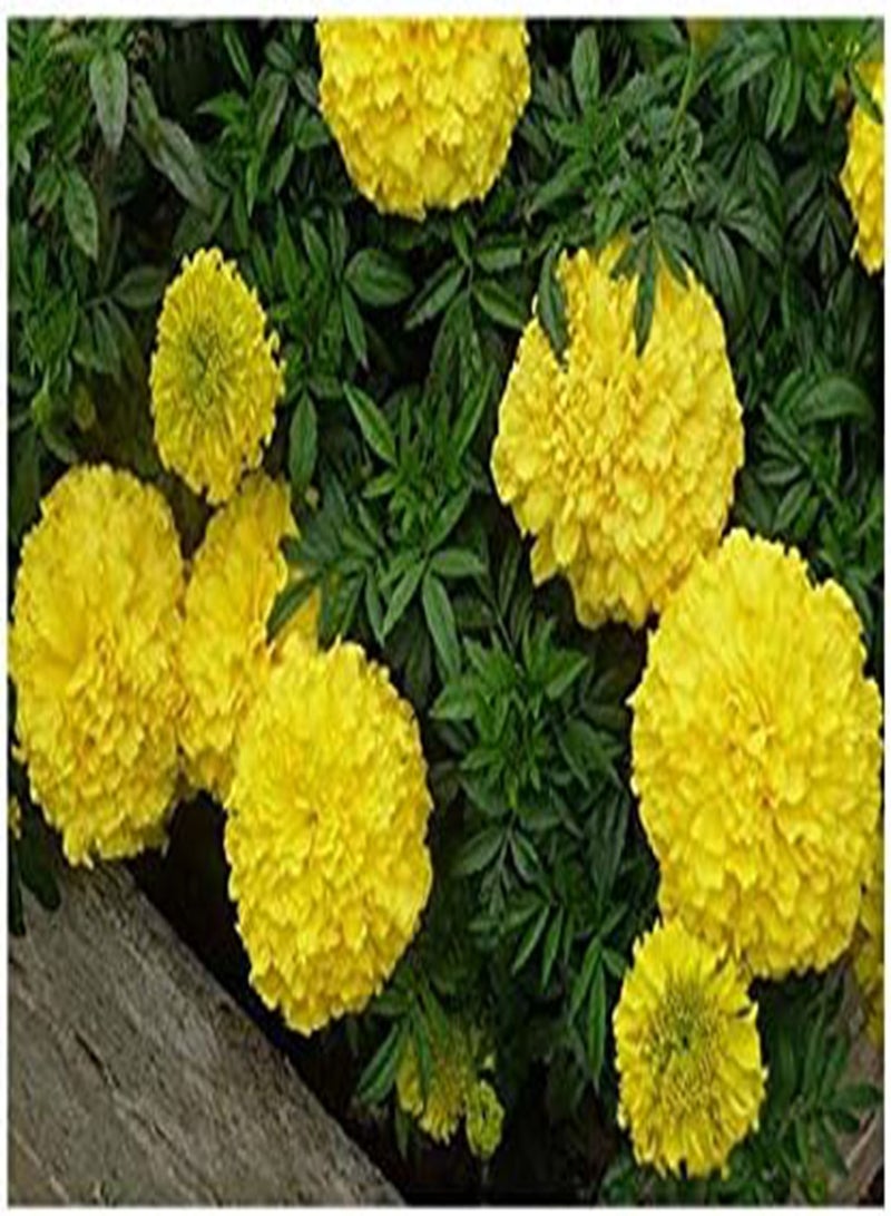 Marigold Tagetes erecta Tall Moonlight Seeds Flowers from Ukraine 0.5 Gram