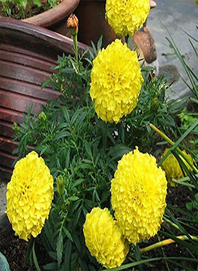 Marigold Tagetes erecta Tall Moonlight Seeds Flowers from Ukraine 0.5 Gram