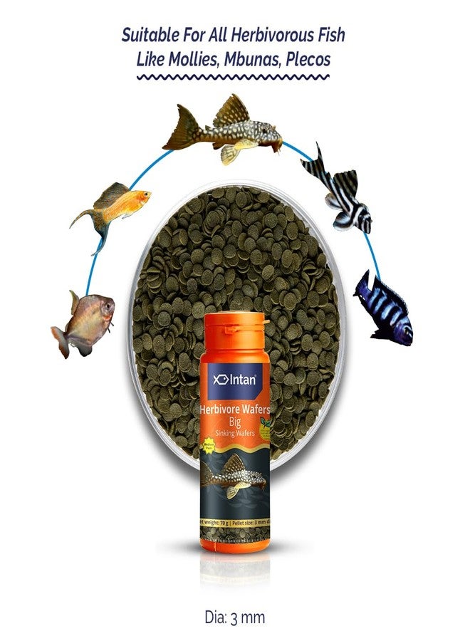 Intan Herbivore Wafers (Big 3.0mm Sinking) | 70gm - Highly Nutritious Ornamental Fish Food for Herbivorous Fish - Mollies, Mbunas & Plecos | Growel Feeds - Image 2
