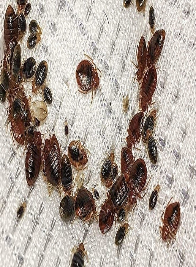 10 Pack Highly Effective Bed Bugs Killer Powder 1Og - Image 4