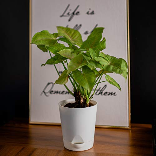garbnoire (4 inch Self Watering Planter Pot with Bottom Tray/Plate - Indoor Outdoor Balcony Plant Pot | Home Garden Office Flowering Container Cover | Living Room Decor (White, 5) - Image 1