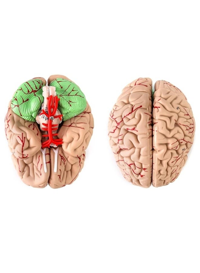QWORK Human Skull and Brain Anatomy Model, 11 Parts, Life Size, Numbered, Anatomically Accurate, for Science Medical Teaching Learning - Image 2
