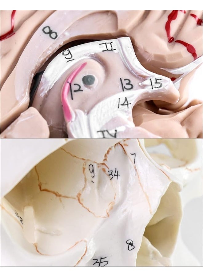 QWORK Human Skull and Brain Anatomy Model, 11 Parts, Life Size, Numbered, Anatomically Accurate, for Science Medical Teaching Learning - Image 4