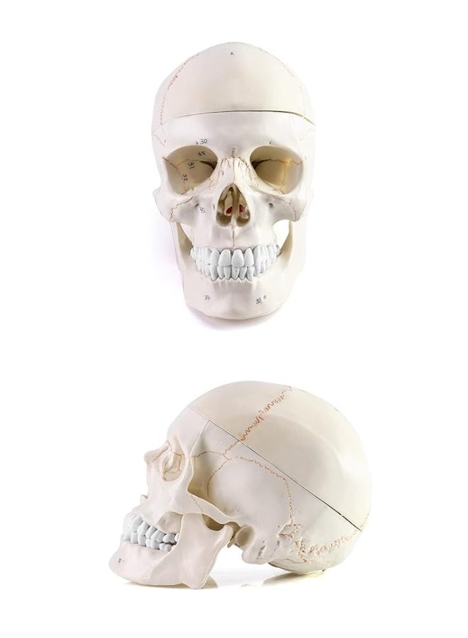 QWORK Human Skull and Brain Anatomy Model, 11 Parts, Life Size, Numbered, Anatomically Accurate, for Science Medical Teaching Learning - Image 1