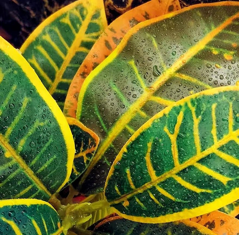 KERUIDENG Reptile Plants Terrarium Artificial Leaves Reptile Tank Decorations for Bearded Dragon Lizard Snake Geckos Chameleon Amphibian Habitat Terrarium Decor - Image 3