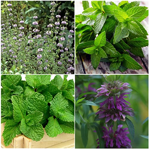 Seed Needs Mint Seeds for Planting Spearmint, Peppermint, Lemon Mint & Pennyroyal - Non-GMO Heirloom & Untreated Herb Seeds to Plant an Indoor Outdoor Home Grown Garden (Variety Pack of 4) - Image 2