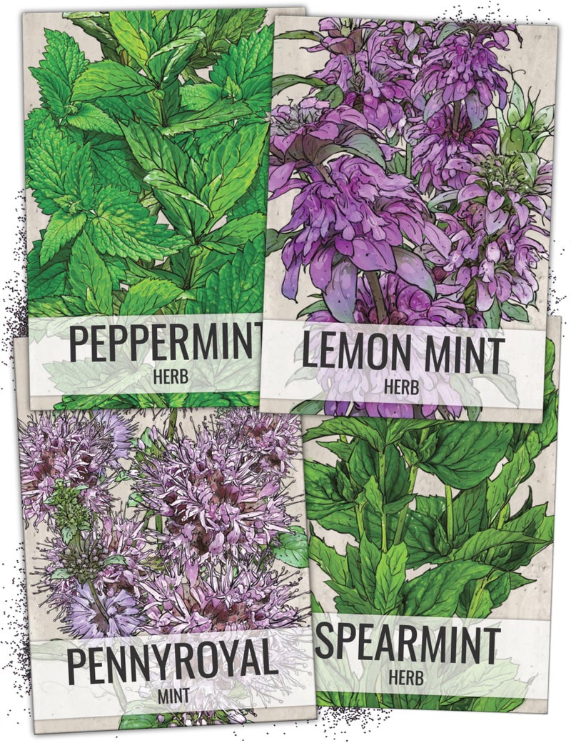 Seed Needs Mint Seeds for Planting Spearmint, Peppermint, Lemon Mint & Pennyroyal - Non-GMO Heirloom & Untreated Herb Seeds to Plant an Indoor Outdoor Home Grown Garden (Variety Pack of 4) - Image 1
