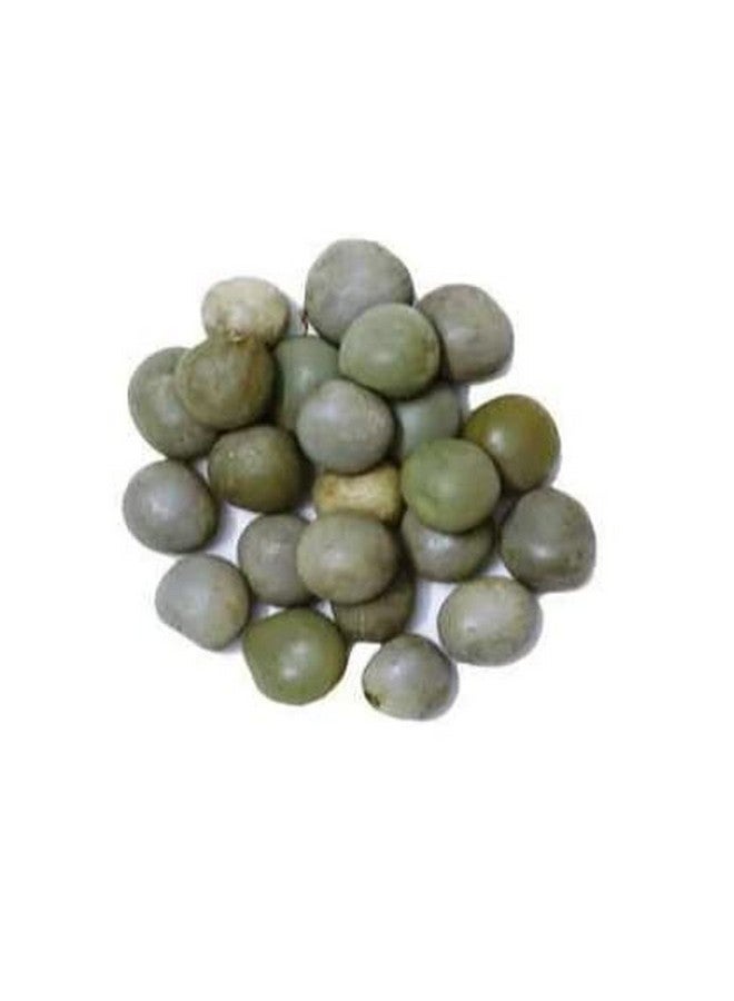 Kalarchikai | Gajga | Fever Nut | Caesalpinia Bonducella | கழற்சிக்காய் (50 g) - Dhanvant Herbal Shop - Image 3