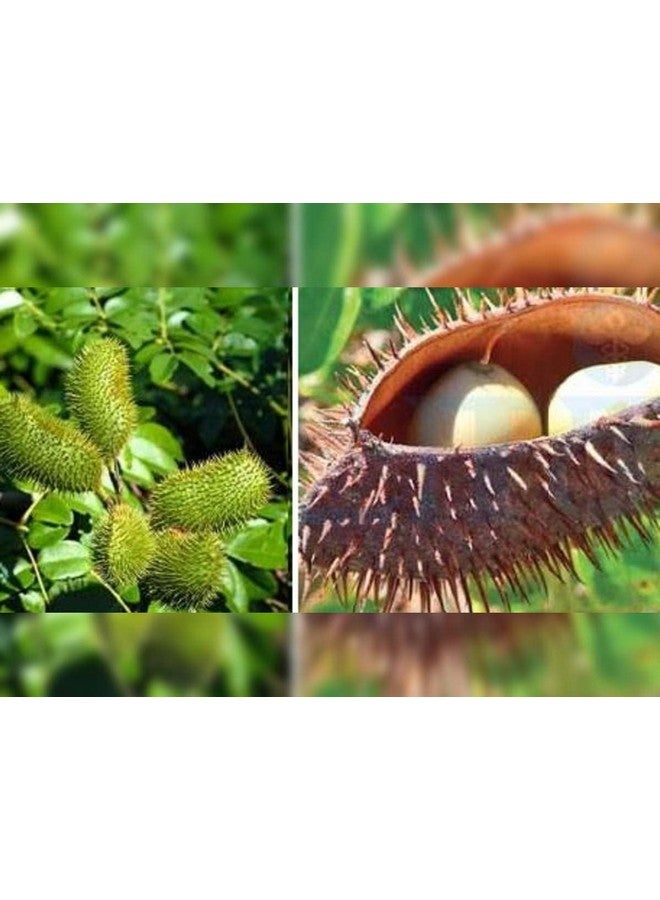 Kalarchikai | Gajga | Fever Nut | Caesalpinia Bonducella | கழற்சிக்காய் (50 g) - Dhanvant Herbal Shop - Image 5