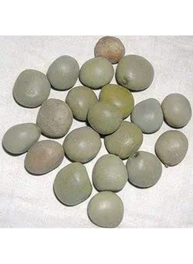 Kalarchikai | Gajga | Fever Nut | Caesalpinia Bonducella | கழற்சிக்காய் (50 g) - Dhanvant Herbal Shop - Image 2