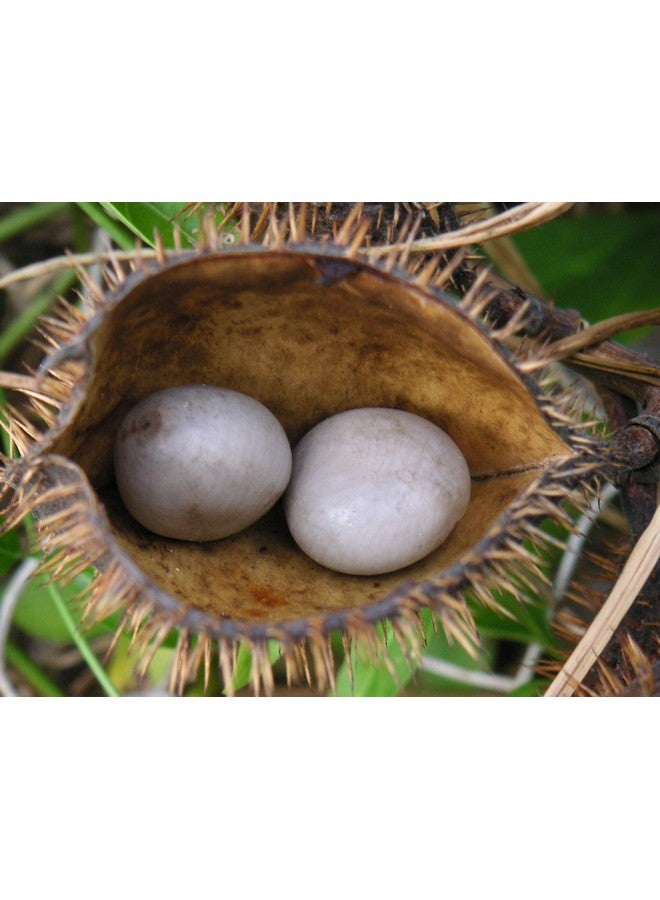 Kalarchikai | Gajga | Fever Nut | Caesalpinia Bonducella | கழற்சிக்காய் (50 g) - Dhanvant Herbal Shop - Image 4