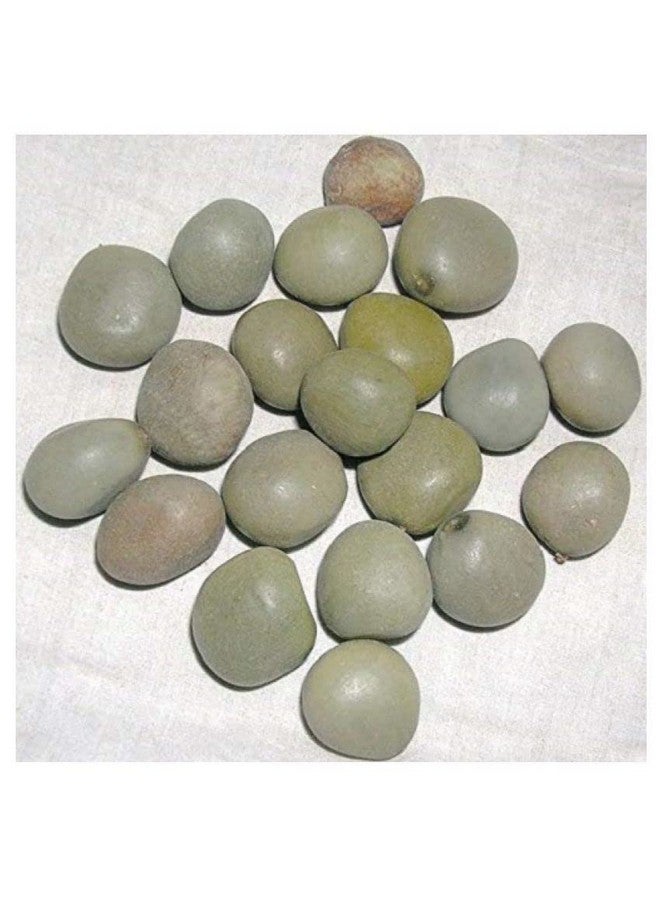 Kalarchikai | Gajga | Fever Nut | Caesalpinia Bonducella | கழற்சிக்காய் (50 g) - Dhanvant Herbal Shop - Image 1