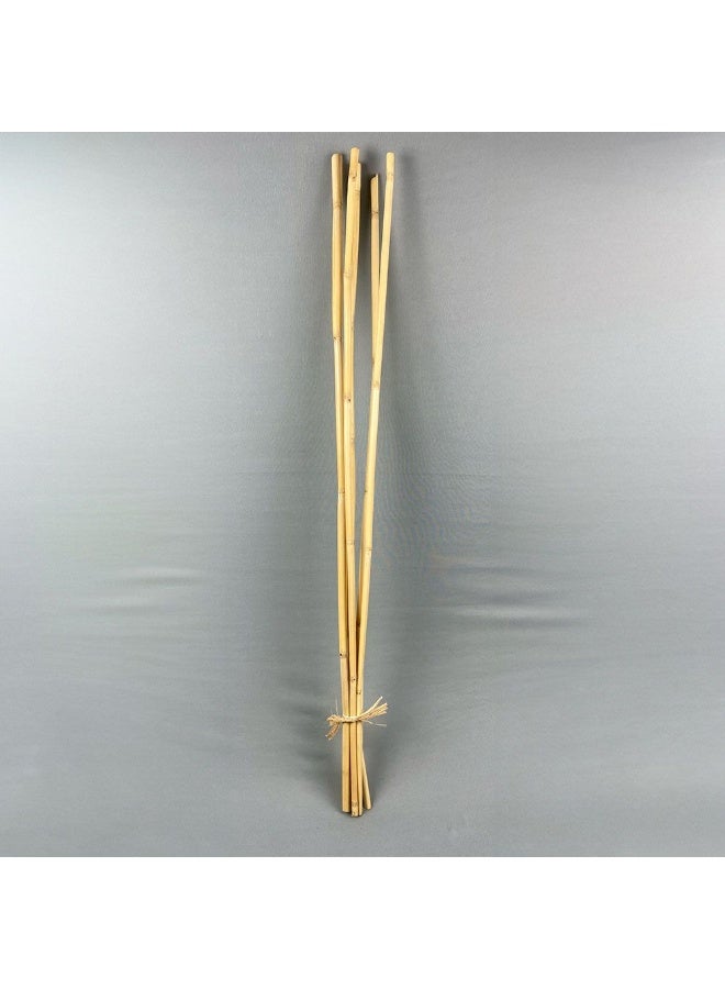 Danube Home Fleur Hollow Bamboo Stem Bleach H - 100Cm Multi Color Preserved Flower Decorations Timeless Home Decor Collection Long-Lasting Dried Flowers Decorative Home Accessories