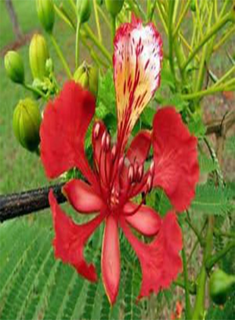 Delonix regia | Royal Poinciana | Flamboyant Flame Tree | Gulmohar | 10_