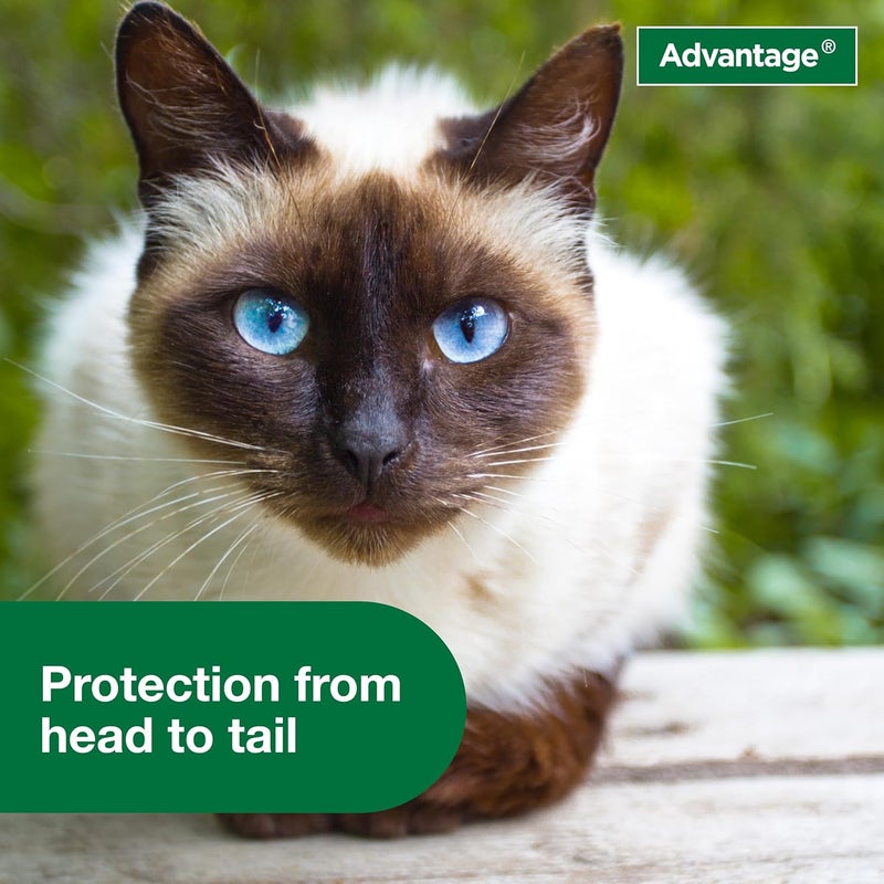Advantage Cat Flea Treatment Spray | Kills Fleas & Ticks | Cat Flea Spray | 8 oz. - Image 5
