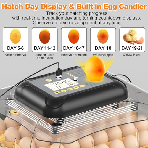 DETODDA 30 Egg Incubator for Hatching Eggs with Auto Egg Turning, High Precision Temperature & Humidity Display, Hatch Day, Egg Candler, Upgraded Motor, Incubator for Hatching Chickens, Higher Hatch Rate - Image 4