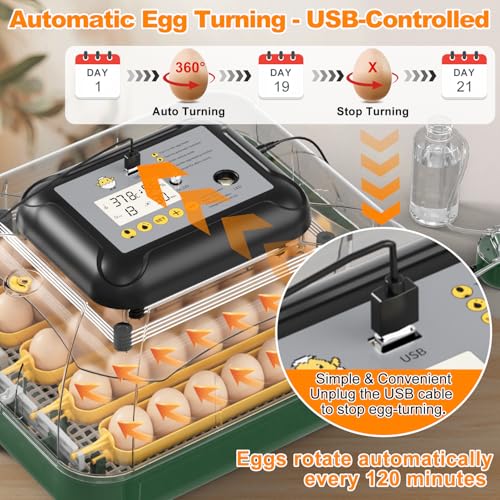 DETODDA 30 Egg Incubator for Hatching Eggs with Auto Egg Turning, High Precision Temperature & Humidity Display, Hatch Day, Egg Candler, Upgraded Motor, Incubator for Hatching Chickens, Higher Hatch Rate - Image 2