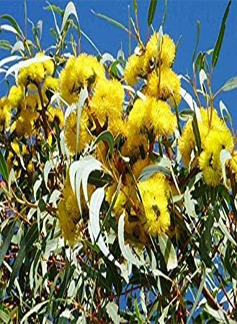 GGOOT Eucalyptus Stricklandii Goldfields Yellow Flowering Gum Seeds (E 1)