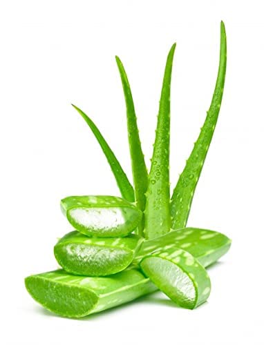 Mayuri Pure And Natural Aloe Vera Powder For Skin 100 Gm Color Green - Image 3