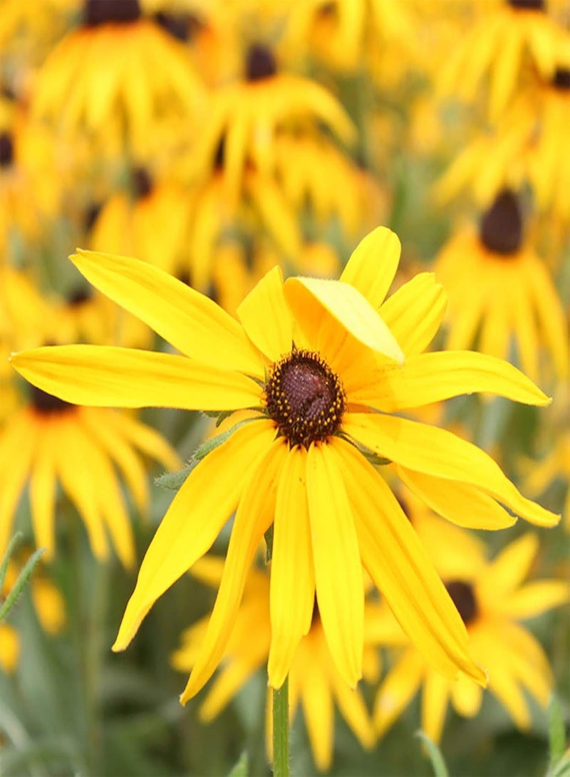 GGOOT 50Pcs/Set Perennial Fun Sun Seeds Easy Plant Clumping Black-Eyed Susan Seeds for Yard Plants Seeds for Farm - Image 2