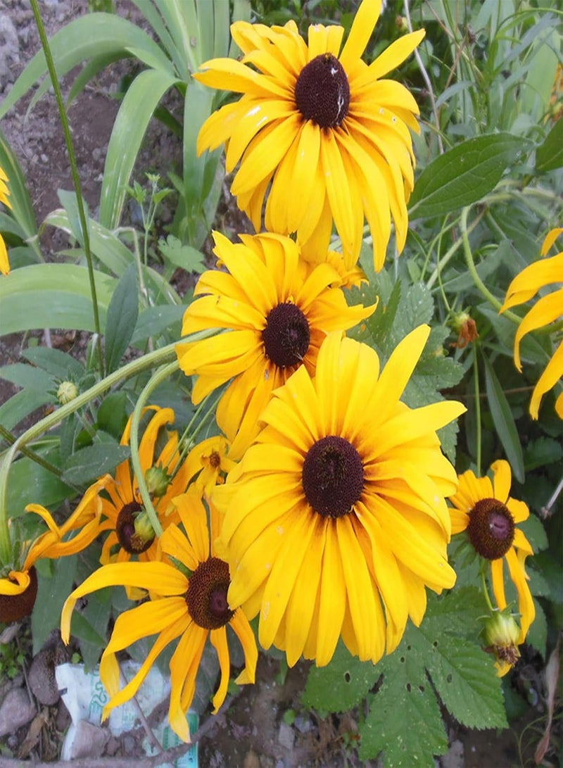 GGOOT 50Pcs/Set Perennial Fun Sun Seeds Easy Plant Clumping Black-Eyed Susan Seeds for Yard Plants Seeds for Farm - Image 3