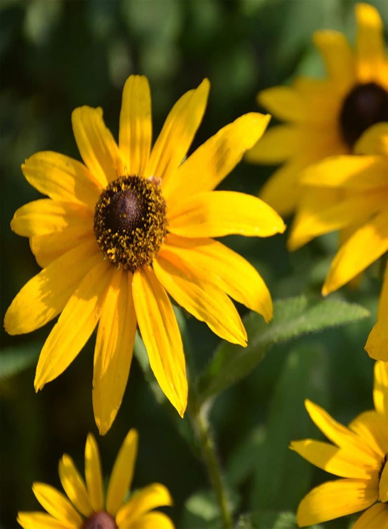 GGOOT 50Pcs/Set Perennial Fun Sun Seeds Easy Plant Clumping Black-Eyed Susan Seeds for Yard Plants Seeds for Farm - Image 4