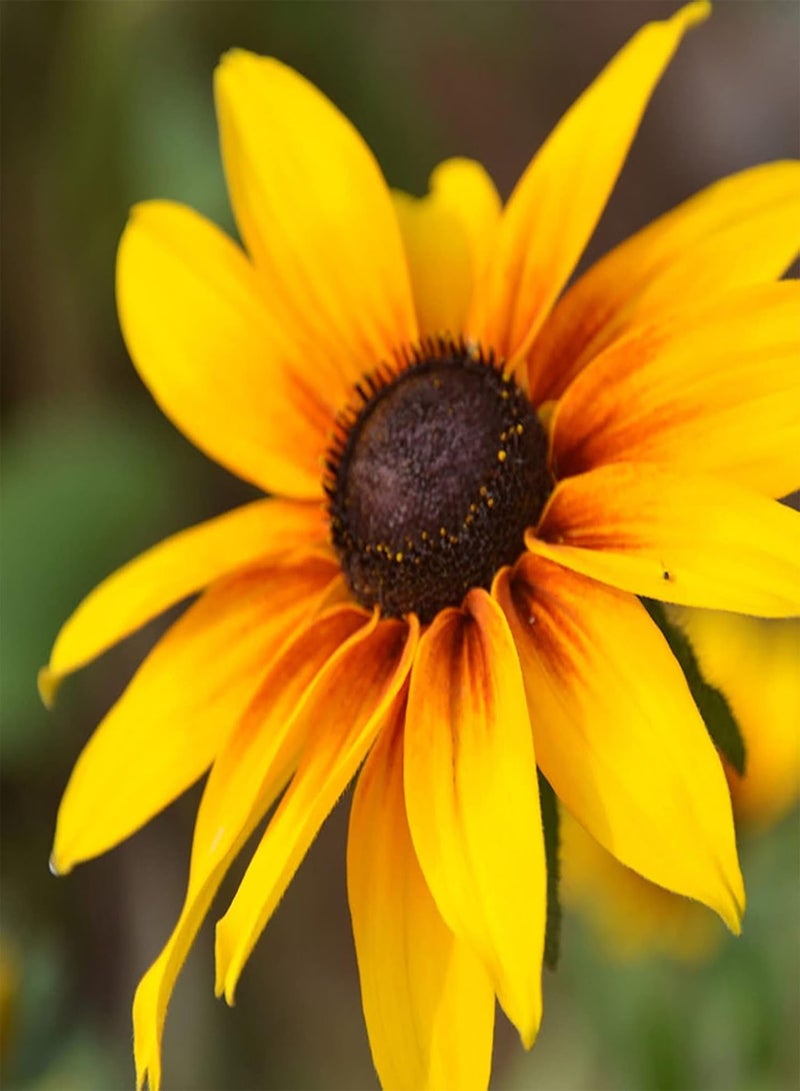 GGOOT 50Pcs/Set Perennial Fun Sun Seeds Easy Plant Clumping Black-Eyed Susan Seeds for Yard Plants Seeds for Farm - Image 5