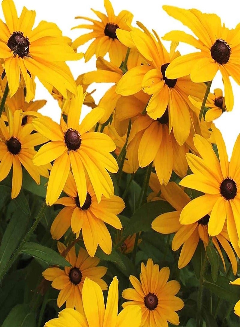 GGOOT 50Pcs/Set Perennial Fun Sun Seeds Easy Plant Clumping Black-Eyed Susan Seeds for Yard Plants Seeds for Farm - Image 1