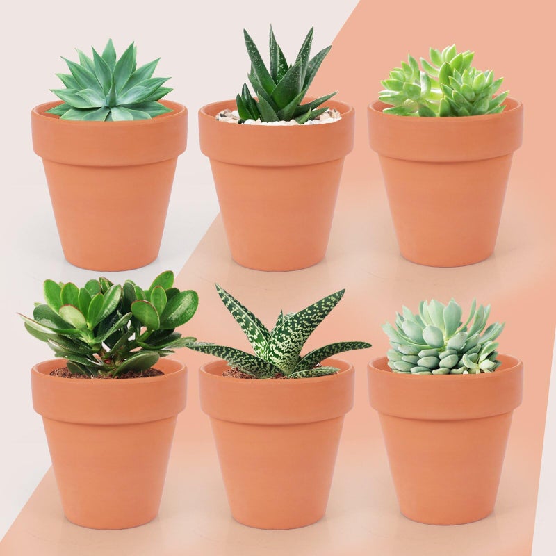 CUZZME 26 Pack Terra Cotta, 3inch Small Clay Flowerpots with Drainage Hole, Terracotta Pot for Indoor Outdoor Plant, Great for Plants, DIY Crafts - Image 3