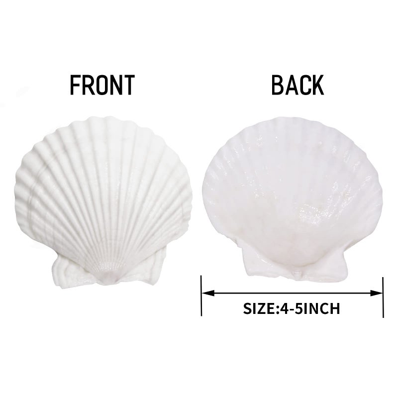 Giftvest 10PCS Sea Shells White Scallop Shells for Crafts Baking Cooking Serving Food, 4-5 inch Large Natural Seashells for DIY Crafts Seashell Beach Decorations for Home Decor - Image 2