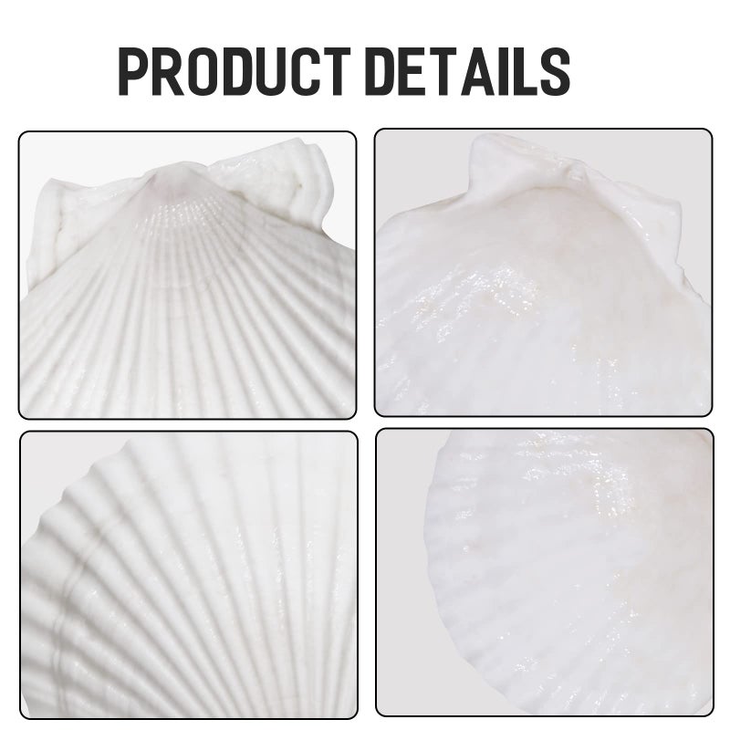 Giftvest 10PCS Sea Shells White Scallop Shells for Crafts Baking Cooking Serving Food, 4-5 inch Large Natural Seashells for DIY Crafts Seashell Beach Decorations for Home Decor - Image 3