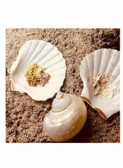 Scallop Shells for Crafts Natural Seashells for Serving Food Large