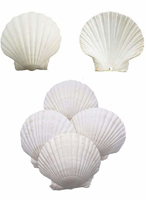 Scallop Shells for Serving Food, 6PCS Baking Shells Large White Natural Seashell from Sea Beach for DIY Craft Mermaid Beach Wedding Home Decoration (10-13cm)