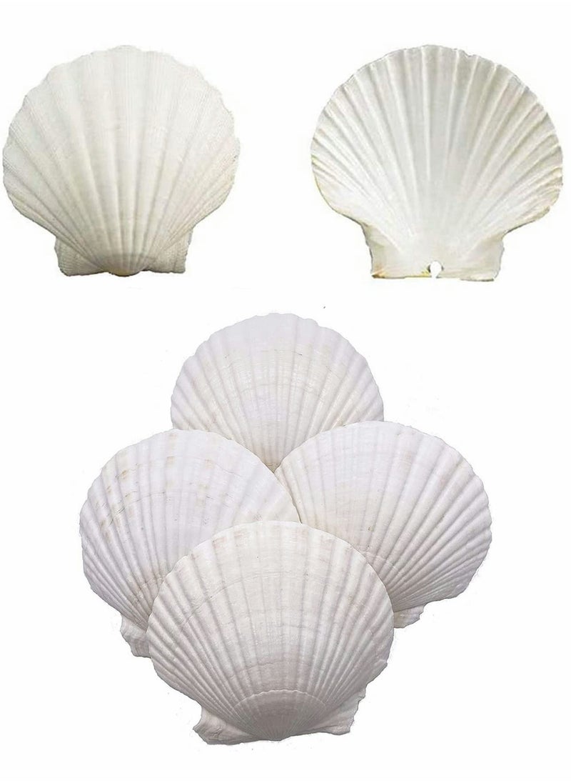 KASTWAVE - Scallop Shells for Serving Food, 6PCS Baking Shells Large White Natural Seashell from Sea Beach for DIY Craft Mermaid Beach Wedding Home Decoration (10-13cm) - Image 1