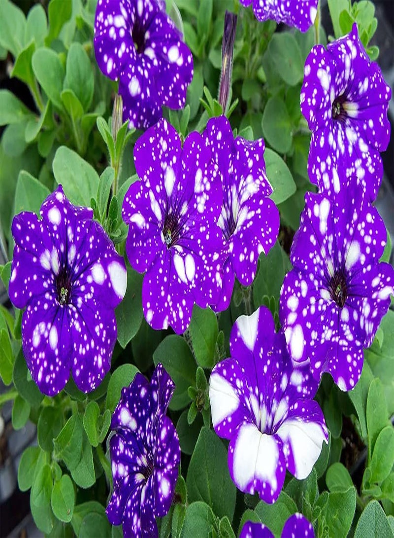 GGOOT 30pcs paarse  Zaden creëren EEN prachtig omgevingsdecor Binnen en buitenterrasbeplantingen zijn artistiek sierlijk vrij exotisch - Image 1