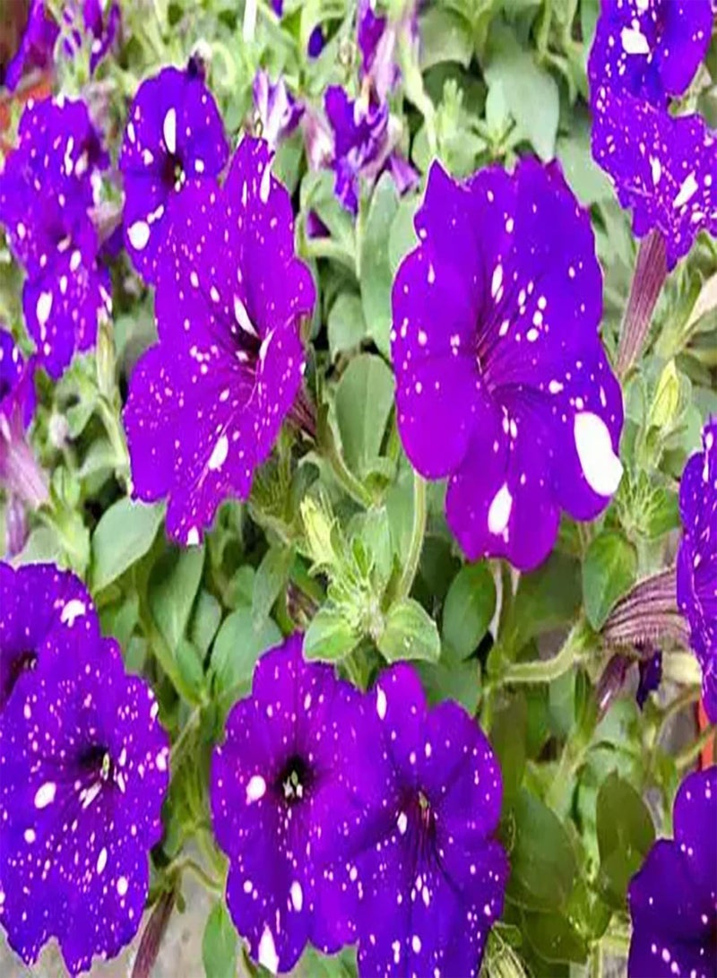 GGOOT 30pcs paarse  Zaden creëren EEN prachtig omgevingsdecor Binnen en buitenterrasbeplantingen zijn artistiek sierlijk vrij exotisch - Image 2