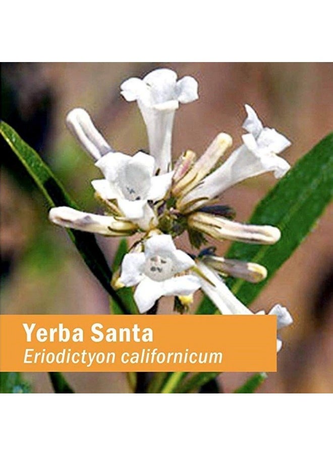 HERB PHARM Yerba Santa Liquid Extract For Respiratory System Support 1 Fl.Oz  - Image 3