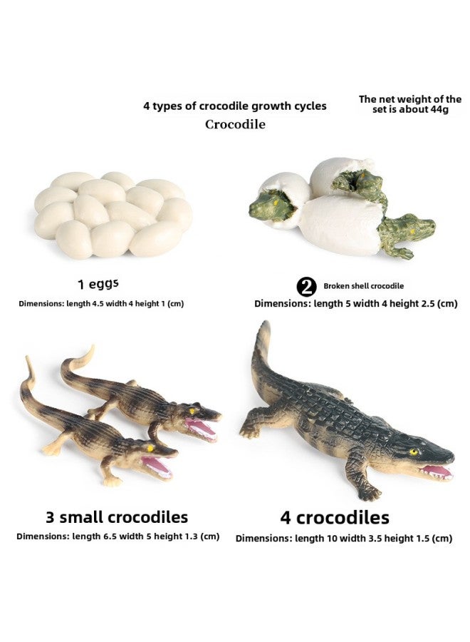 Children's Early Education Simulation Marine Animal Model Dinosaur Toy Birds Insect Sand Table Fleshy Scene Fish Tank Ornaments-Color:2440 Crocodile Growth Cycle (4 Sets) - Image 1