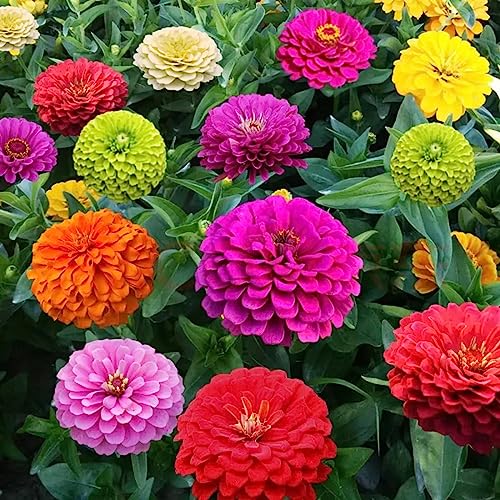 VISTATU 1000+ Crazy Blend Zinnia Seeds for Planting Zinnia Elegans Heirloom Open Pollinated & Untreated Mixed Color Zinnia Flowers - Image 1