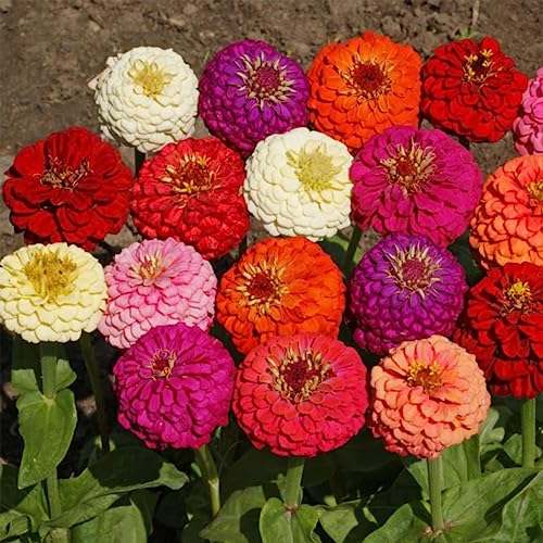 VISTATU 1000+ Crazy Blend Zinnia Seeds for Planting Zinnia Elegans Heirloom Open Pollinated & Untreated Mixed Color Zinnia Flowers - Image 5