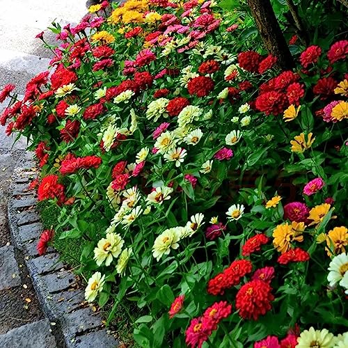 VISTATU 1000+ Crazy Blend Zinnia Seeds for Planting Zinnia Elegans Heirloom Open Pollinated & Untreated Mixed Color Zinnia Flowers - Image 4