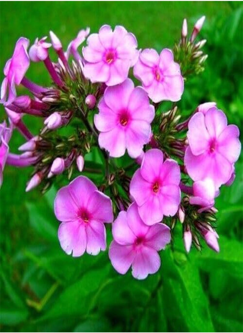 GGOOT - Lavatera trimestris Dwarf Mixed Pink Blush - Flower Seeds Tree Mallow Bulk 1g - Image 1